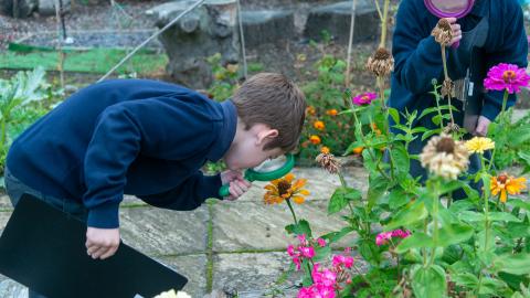 Pupils in the nature garden looking at flower heads with large magnifying glasses