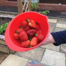 Strawberries from the Community Garden