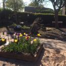 Community garden tulips